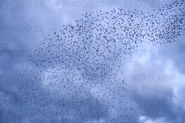 Starlings (Sturnus vulgaris) gather over the roost, autumn migration, spring migration, bird migration, assembly point, flight formation, storm, thunderstorm, Germany