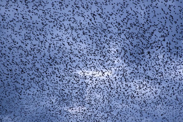 A sky full of starlings (Sturnus vulgaris), autumn migration, spring migration, bird migration, assembly point, flight formation, storm, thunderstorm, Germany