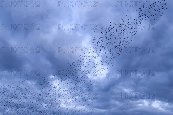 Starlings (Sturnus vulgaris) gather over the roost while the clouds herald a restless night, autumn migration, spring migration, bird migration, assembly point, flight formation, storm, thunderstorm, Germany
