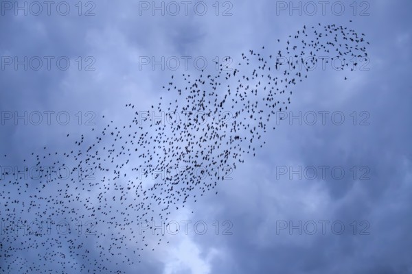 Starlings (Sturnus vulgaris) gather in front of a dramatic cloud formation over the roost, autumn migration, spring migration, bird migration, assembly point, flight formation, storm, thunderstorm, Germany