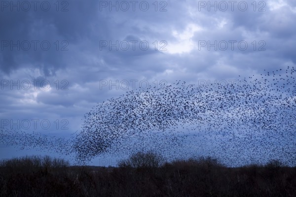 Starlings (Sturnus vulgaris) gather in a large flock on the North Sea coast, autumn migration, spring migration, bird migration, assembly point, flight formation, storm, thunderstorm, Germany
