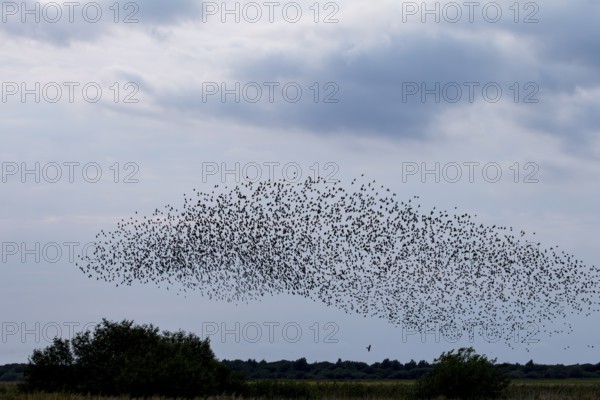 The sparrowhawk (Accipiter nisus) directly below the flock of starlings (Sturnus vulgaris) waiting for a favourable opportunity, autumn migration, spring migration, bird migration, assembly point, flight formation, bird of prey, prey, predator, hunt, pursue, Germany