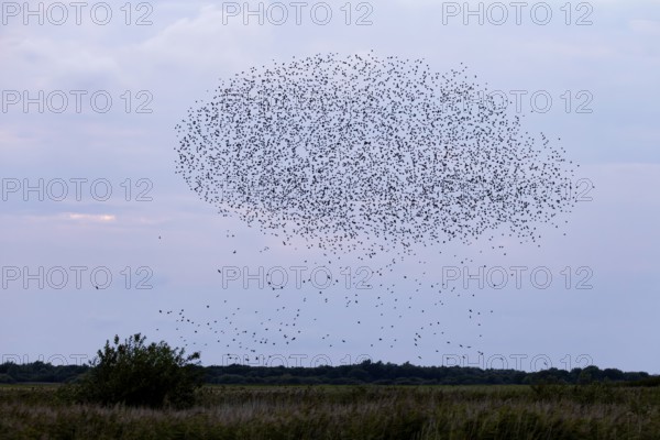 Like raindrops falling from a cloud, some starlings (Sturnus vulgaris) leave the flock, autumn migration, spring migration, bird migration, assembly point, flight formation, Germany