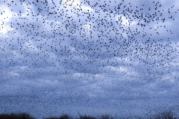 Starlings (Sturnus vulgaris) gather in a large flock on the German North Sea coast, autumn migration, spring migration, bird migration, assembly point, flight formation, storm, thunderstorm, Germany