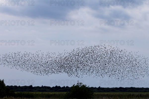 Directly below the flock of starlings (Sturnus vulgaris) follows a sparrowhawk (Accipiter nisus), autumn migration, spring migration, bird migration, assembly point, flight formation, bird of prey, prey, predator, hunt, pursue, Germany
