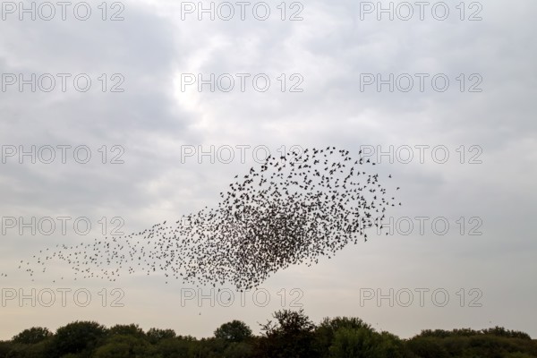 This flight formation of the flock of starlings (Sturnus vulgaris) resembles the spaceship Enterprise, autumn migration, spring migration, bird migration, assembly point, flight formation, Germany