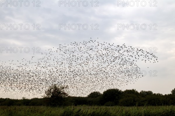 This flight formation of a flock of starlings (Sturnus vulgaris) resembles a shark chasing a fish, autumn migration, spring migration, bird migration, assembly point, flight formation, Germany
