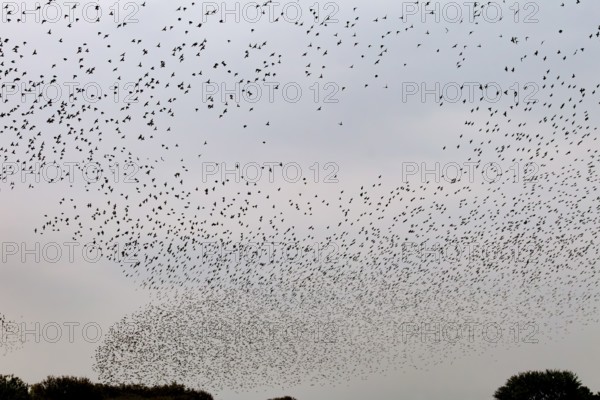More and more starlings (Sturnus vulgaris) gather at the roost and begin to form formations, autumn migration, spring migration, bird migration, assembly point, flight formation, Germany