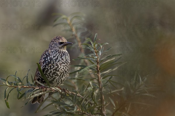 Starling (Sturnus vulgaris) adult bird in spotted winter dress, sea buckthorn, resting dress, Germany