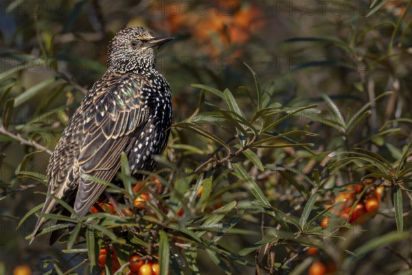 Starling (Sturnus vulgaris) adult bird resting among sea buckthorn (Hippophae rhamnoides), berries, fruit, Germany