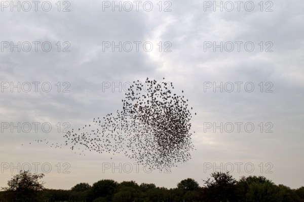 The flight formations of large flocks of starlings (Sturnus vulgaris) are a fascinating natural spectacle, here the flight pattern bulb, autumn migration, spring migration, bird migration, assembly point, flight formation, Germany