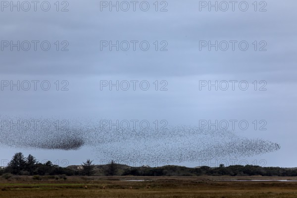While a flock of starlings (Sturnus vulgaris) gathers above the roost, the red deer (Cervus elaphus) continue to graze quietly, autumn migration, spring migration, bird migration, assembly point, flight formation, Denmark