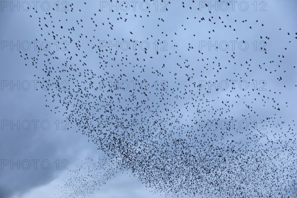 Starlings (Sturnus vulgaris) gather over the roost, autumn migration, spring migration, bird migration, assembly point, flight formation, Denmark