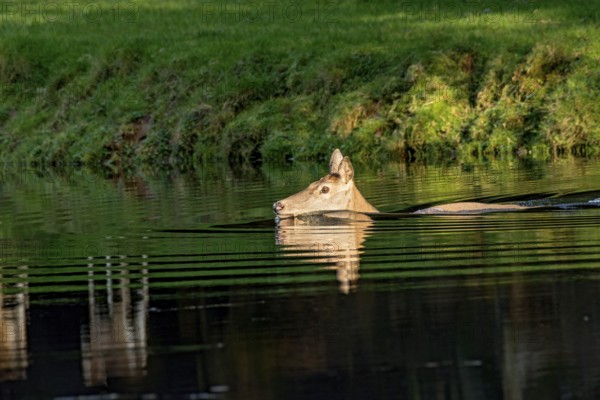 Female red deer (Cervus elaphus), wild deer, doe bathing, swimming on the bank of a pond at the edge of the forest, reflection in the evening light, Vogelsberg, Kälberbachteich, Büdingen Wildlife Park, Wetterau, Hesse, Germany