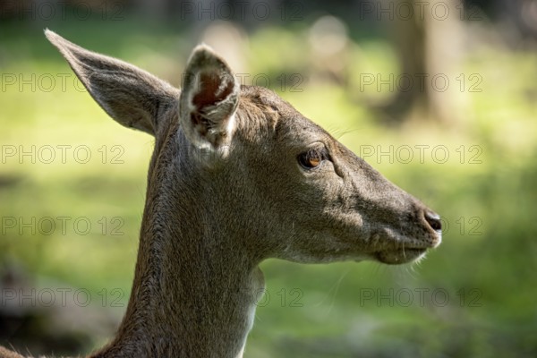 Damson (Dama dama), wild deer, doe observing her surroundings with ears attentively pointing forwards and backwards, animal portrait, Vogelsberg, Büdingen Wildlife Park, Wetterau, Hesse, Germany