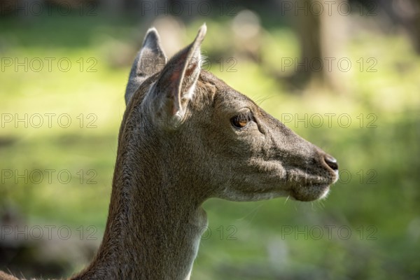 Damson (Dama dama), wild deer, doe observing her surroundings with ears attentively pointing forwards, animal portrait, Vogelsberg, Büdingen Wildlife Park, Wetterau, Hesse, Germany