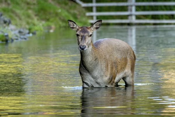 Female red deer (Cervus elaphus), bare deer, doe bathing in pond, Vogelsberg, Kälberbachteich, Büdingen Wildlife Park, Wetterau, Hesse, Germany