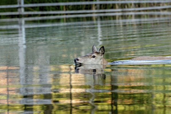 Female red deer (Cervus elaphus), bare deer, doe bathing, swimming through pond, Vogelsberg, Kälberbachteich, Wildpark Büdingen, Wetterau, Hesse, Germany