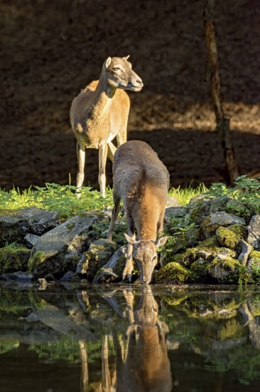 European mouflon (Ovis gmelini musimon), female, mouflon, mouflon drinking water from pond on basalt rock bank at forest edge, reflection in evening light, Vogelsberg, Kälberbachteich, Wildpark Büdingen, Wetterau, Hesse, Germany