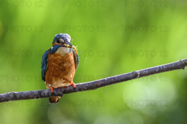 Male kingfisher (Alcedo atthis) with prey in his beak on a branch while water splashes around him, East Westphalia, North Rhine-Westphalia, Germany