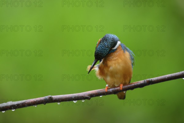 A kingfisher (Alcedo Matthis) sits quietly on a branch while grooming its feathers surrounded by greenery and drops, East Westphalia, North Rhine-Westphalia, Germany