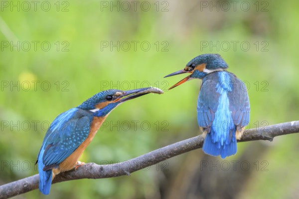 Two kingfishers (Alcedo atthis) during the so-called fish handover the male on the right in the picture hands over fish to the female Mating behaviour Interaction, East Westphalia, North Rhine-Westphalia, Germany