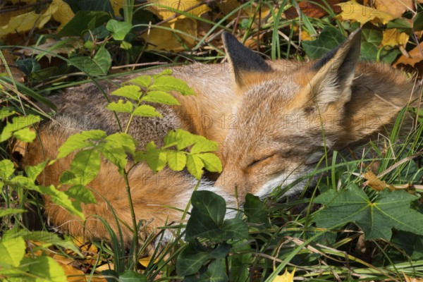 Red fox (Vulpes vulpes) lying peacefully curled up in the sun between grass (Poales) and leaves, Common ivy (Hedera helix), common goutweed (Aegopodium podagraria) and autumn leaves of Norway maple (Acer platanoides), sleeping, eyes closed, forest, forest animal, urban fox in cemetery, fluffy, fur, fox red, fox fur, camouflage, camouflaged, camouflage colouring, cute, dozing, symbolic image for nap, midday nap, taking a break, relaxing, relaxing, sunbathing, Kreuzberg, Berlin, Germany