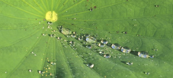 Morning dew on a lotus leaf, lotus effect, Bali, Indonesia