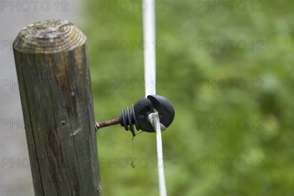 Insulator on an electric fence, willow fence, detail, Upper Bavaria, Bavaria, Germany