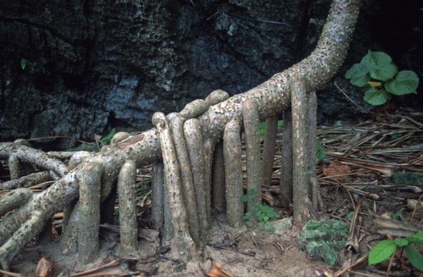 Tree root on Ko Phi Phi Le, Thailand, December 2002, vintage, retro, old, historic