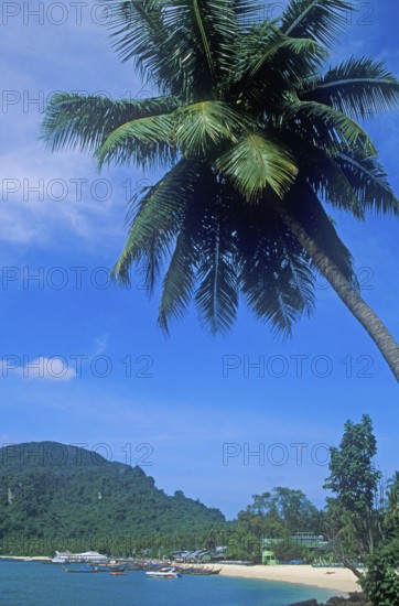 Palm tree on Ko Phi Phi Don beach, two years in front of the tsunami, Thailand, December 2002, vintage, retro, old, historic