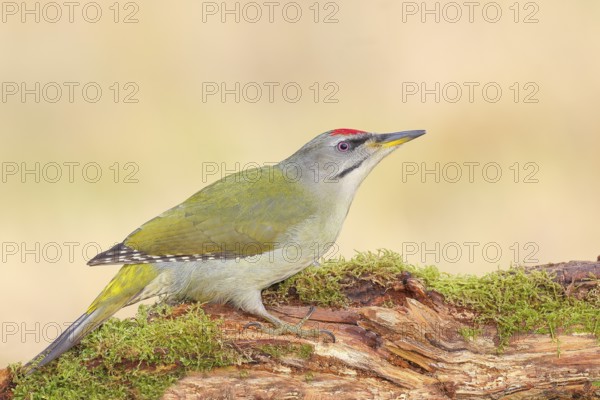 Grey-headed Woodpecker (Picus canus), Grasspecker or Pileated Woodpecker, male sitting on a moss-covered tree stump, Wildlife, Woodpeckers, Nature photography, Neunkirchen, Autumn, Siegerland, North Rhine-Westphalia, Germany