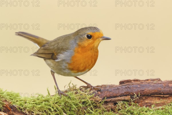 Robin (Erithacus rubecula), foraging, winter feeding, standing on moss, wildlife, songbirds, animals, birds, Siegerland, North Rhine-Westphalia, Germany