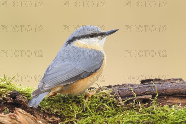 Nuthatch (Sitta europaea) on a moss-covered root, wildlife, nature photography, Neunkirchen, autumn, Siegerland, North Rhine-Westphalia, Germany