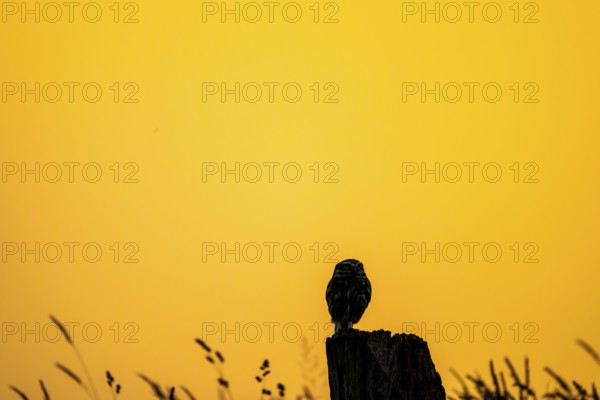The silhouette of an owl Little Owl (Athene noctua) stands out clearly against a yellow, expansive sunset sky, a single owl silhouetted against a warm, orange sky, Wiehengebirge, Lower Saxony, Germany