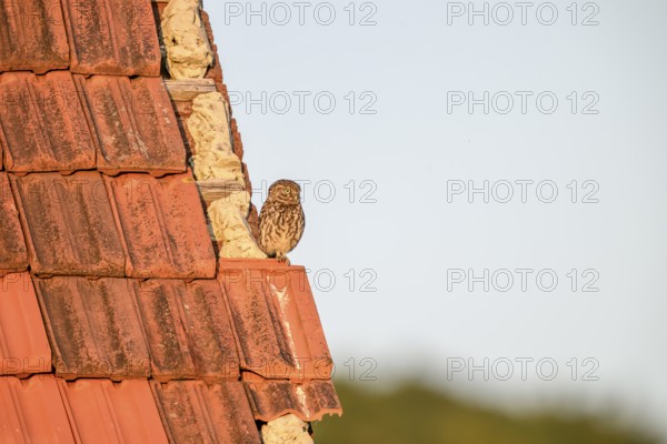 Little owl (Athene noctua) adult adult bird sitting on the edge of a tiled roof of a building and looking into the distance, Wiehengebirge, Lower Saxony, Germany