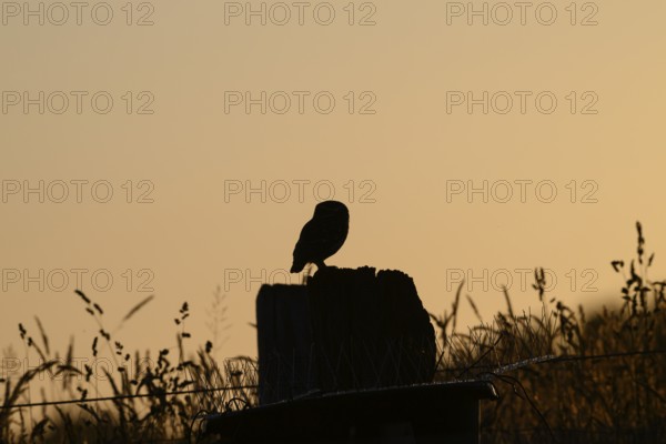 A tranquil bird silhouette stonecrop (Athene noctua) at sunset on a post with grass, owl in shadow sitting on a post at sunset, surrounded by vegetation. Calm atmosphere, Wiehengebirge, Lower Saxony, Germany