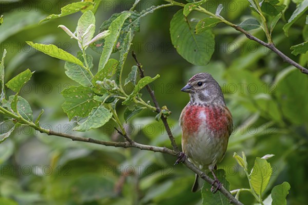 A linnet (Linaria cannabina) with a red breast sitting on a green branch against a lush background, Dümmerniederung, Lower Saxony, Germany