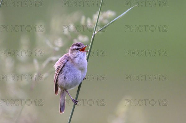 Reed warbler (Acrocephalus schoenobaenus) sitting on a reed in a natural environment, Dümmerniederung, Lower Saxony, Germany