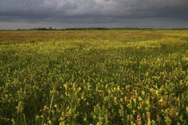 Wet meadow with flowering rattle pot (Rhinanthus spec.) in warm light under a partly cloudy sky, Ochsenmoor, Dümmerniederung, Lower Saxony, Germany