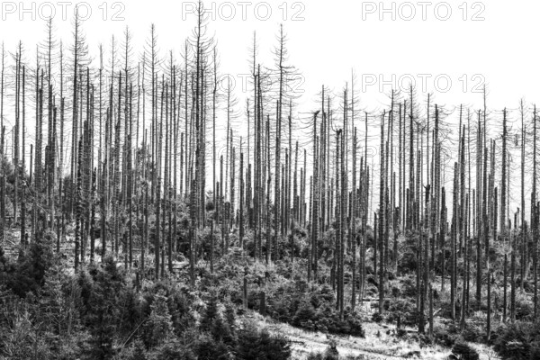 Dead trees Mountain spruce forest deaths in the Harz Mountains, Braunlage, Harz, Lower Saxony, Germany