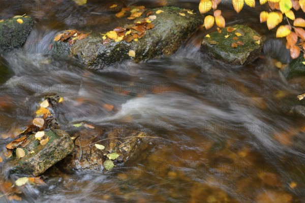 Autumn colors on the Bode River in the Bodetal Nature Reserve in the Harz National Park, Königskrug, Braunlage, Lower Saxony, Germany