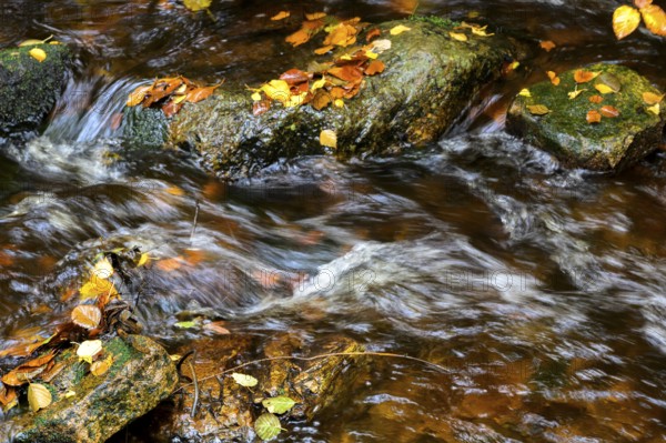 River Bode flows over smooth-cut rocks with colorful autumn leaves, autumn colors in the Bodetal nature reserve in the Harz National Park, Königskrug, Braunlage, Lower Saxony, Germany