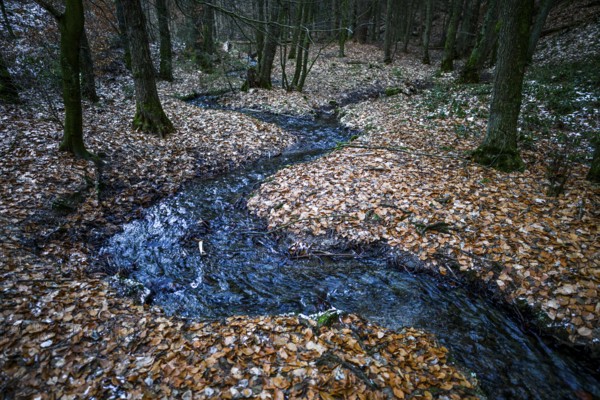 The Zwickenbach meanders through forest in winter, Zwickenbach Valley, Bakum, Melle, Lower Saxony, Germany