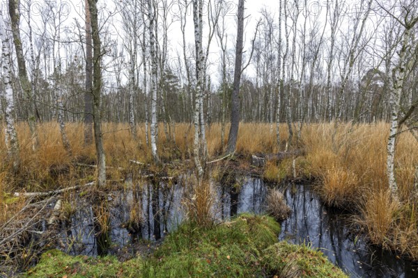 Moor landscape in the Osterwald forest with bog birch trees (Betula pubescens), Zingst, Fischland-Darß-Zingst, Western Pomerania Lagoon National Park, Mecklenburg-Western Pomerania, Germany