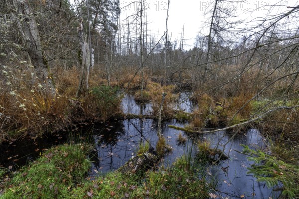 Moorland with dead trees in Osterwald, Zingst, Fischland-Darß-Zingst, Western Pomerania Lagoon Area National Park, Mecklenburg-Western Pomerania, Germany