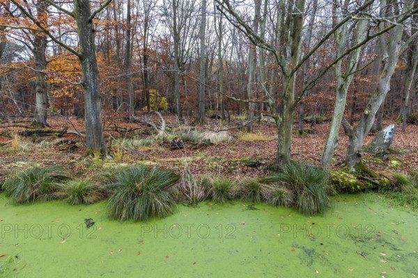 Moorland with trees, foreground stream with duckweed (Lemna), Osterwald, Zingst, Fischland-Darß-Zingst, Vorpommersche Boddenlandschaft National Park, Mecklenburg-Western Pomerania, Germany