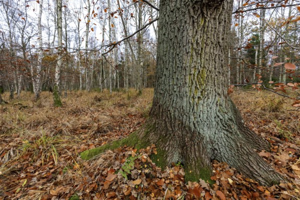 Birch trees (Betula), birch forest, thick tree trunk in front, Osterwald, Zingst, Fischland-Darß-Zingst, Western Pomerania Lagoon National Park, Mecklenburg-Western Pomerania, Germany