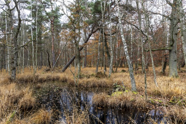 Moorland with trees in Osterwald, Zingst, Fischland-Darß-Zingst, Western Pomerania Lagoon Area National Park, Mecklenburg-Western Pomerania, Germany