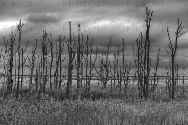 Dead trees, black and white photo, Osterwald, Zingst, Fischland-Darß-Zingst, Western Pomerania Lagoon Area National Park, Mecklenburg-Western Pomerania, Germany